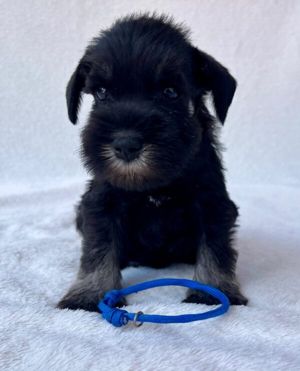 Willy Miniature Schnauzer Willy Miniature Schnauzer