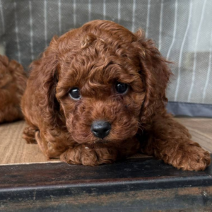 Windsor Toy Poodle Windsor Toy Poodle