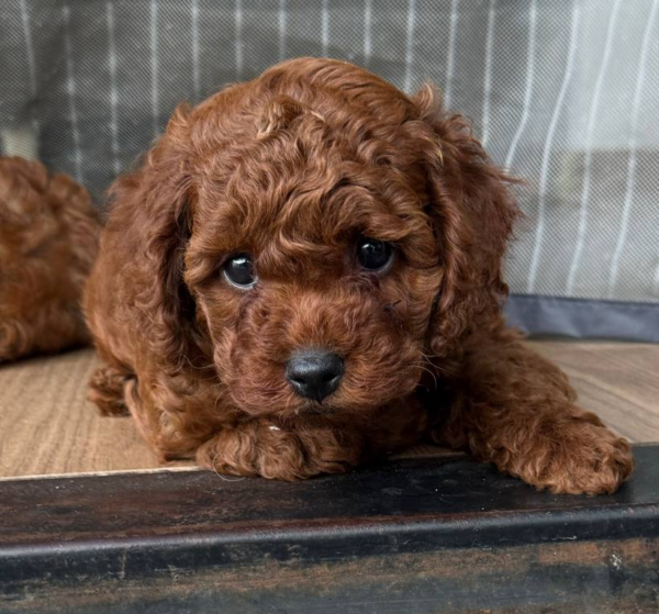 Windsor Toy Poodle Windsor Toy Poodle