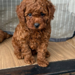 Windsor-male-Toy-Poodle-puppy-for-sale-2