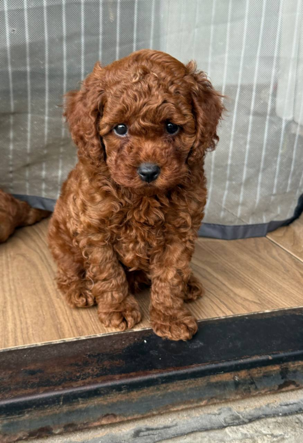 Windsor Toy Poodle Windsor Toy Poodle