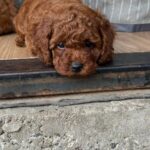Windsor-male-Toy-Poodle-puppy-for-sale-3