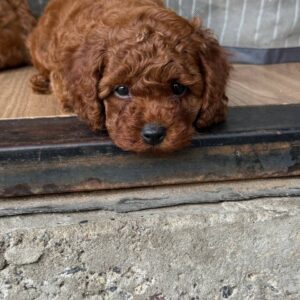 Windsor Toy Poodle Windsor Toy Poodle