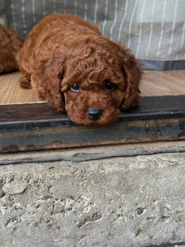 Windsor Toy Poodle Windsor Toy Poodle