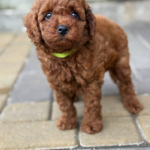 Windsor-male-Toy-Poodle-puppy-for-sale-4