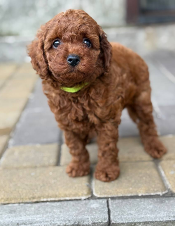 Windsor Toy Poodle Windsor Toy Poodle