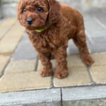 Windsor-male-Toy-Poodle-puppy-for-sale-5