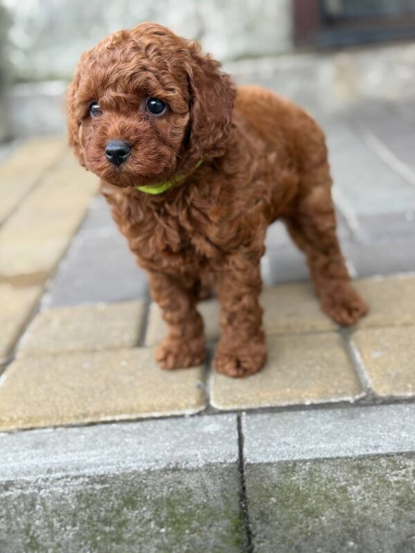 Windsor Toy Poodle Windsor Toy Poodle