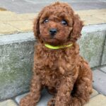 Windsor-male-Toy-Poodle-puppy-for-sale-6