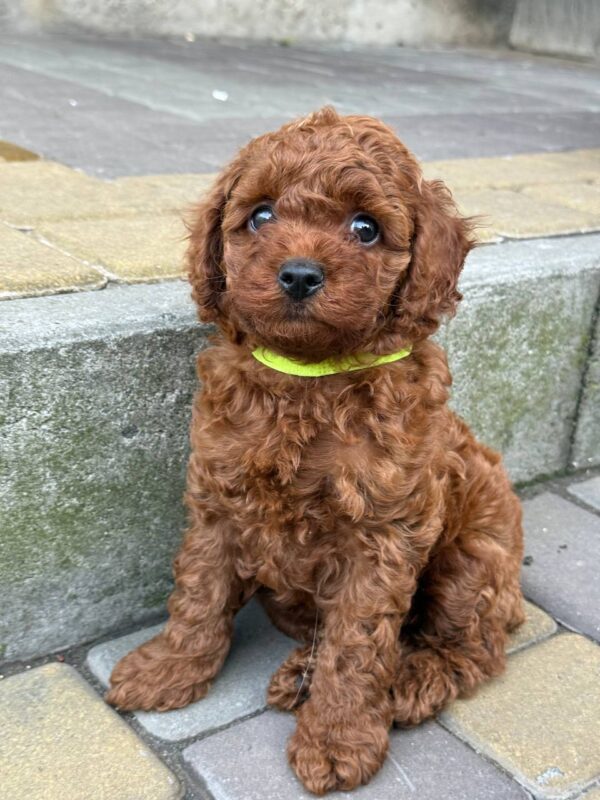 Windsor Toy Poodle Windsor Toy Poodle