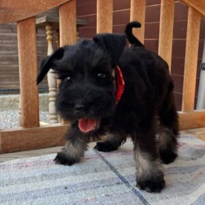 Winner Miniature Schnauzer Winner Miniature Schnauzer