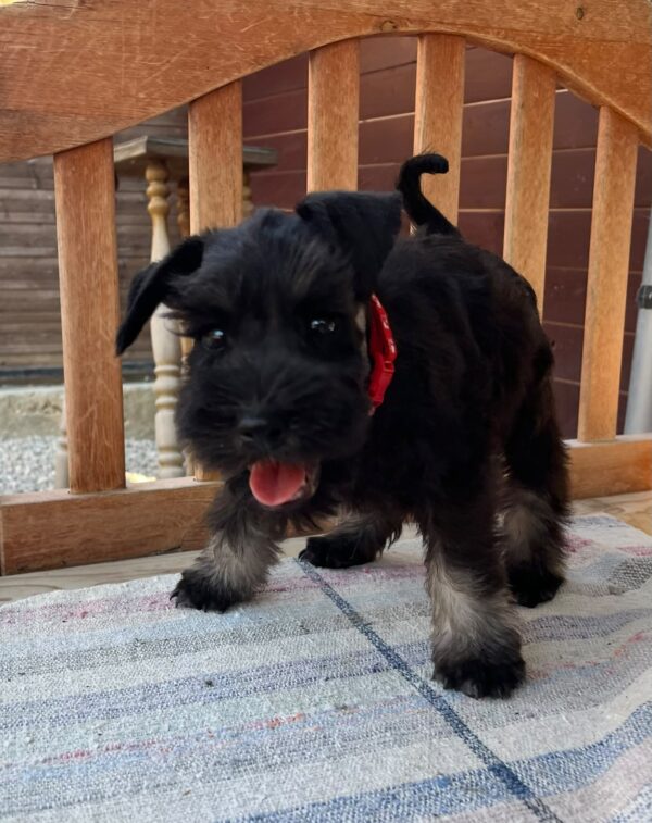 Winner Miniature Schnauzer Winner Miniature Schnauzer