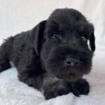 Winner-male-miniature-schnauzer-puppy-for-sale- (1)