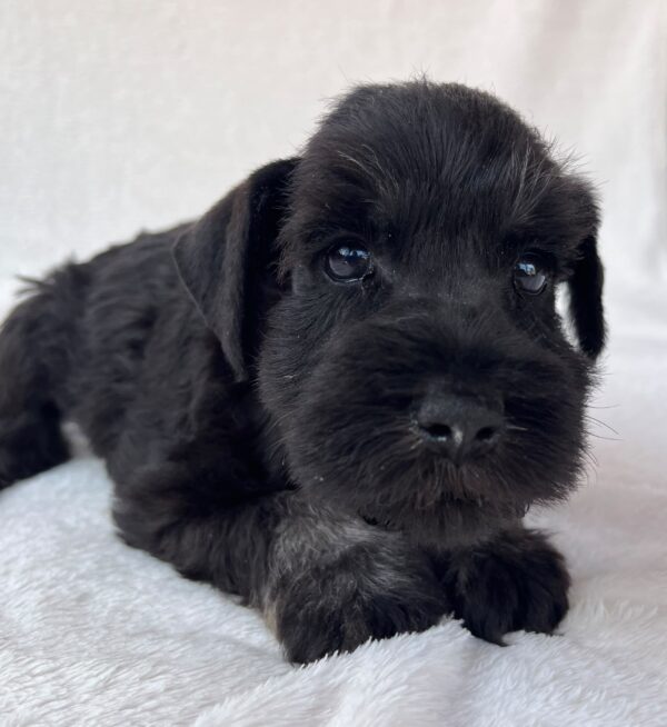 Winner Miniature Schnauzer Winner Miniature Schnauzer