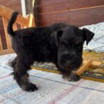 Winner-male-miniature-schnauzer-puppy-for-sale- (2)