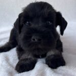 Winner-male-miniature-schnauzer-puppy-for-sale- (2)