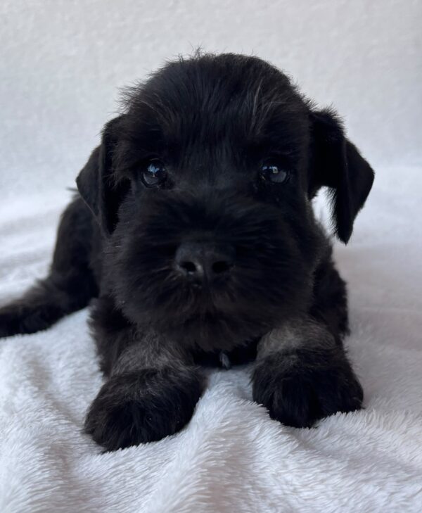 Winner Miniature Schnauzer Winner Miniature Schnauzer