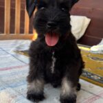 Winner-male-miniature-schnauzer-puppy-for-sale- (3)