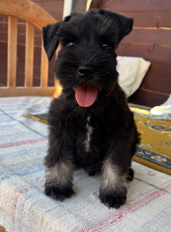 Winner Miniature Schnauzer Winner Miniature Schnauzer