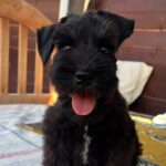 Winner-male-miniature-schnauzer-puppy-for-sale- (3)