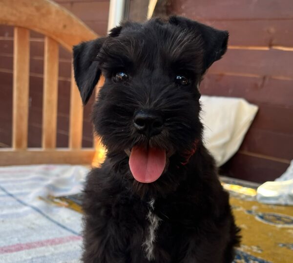 Winner Miniature Schnauzer Winner Miniature Schnauzer