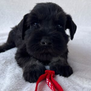 Winner Miniature Schnauzer Winner Miniature Schnauzer