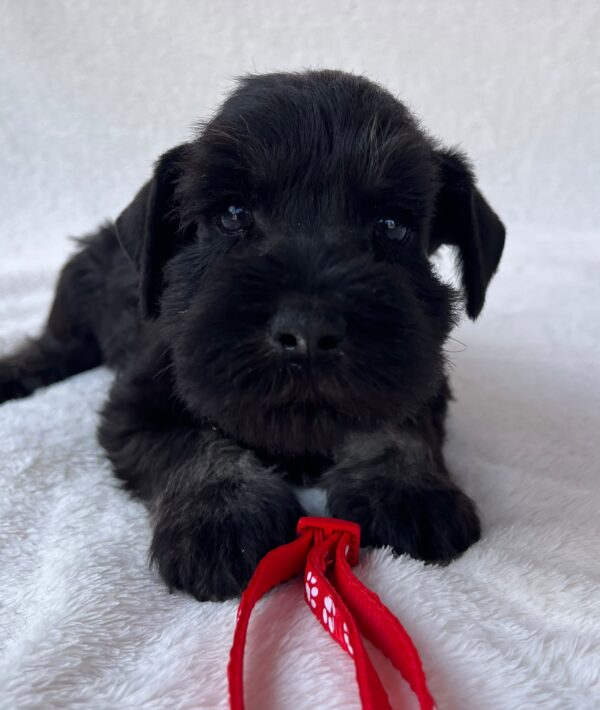 Winner Miniature Schnauzer Winner Miniature Schnauzer