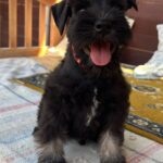 Winner-male-miniature-schnauzer-puppy-for-sale- (4)
