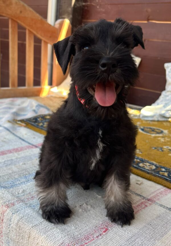 Winner Miniature Schnauzer Winner Miniature Schnauzer