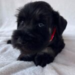 Winner-male-miniature-schnauzer-puppy-for-sale- (4)