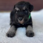 Winnie-female-miniature-schnauzer-puppy-for-sale- (1)