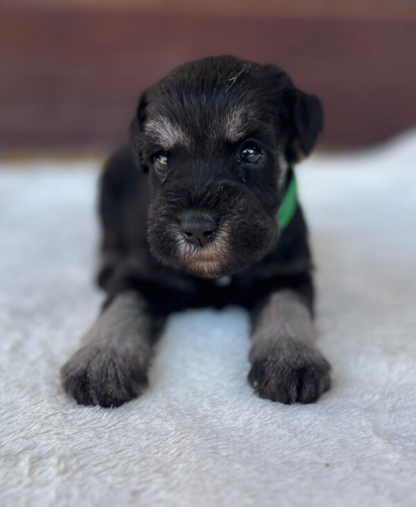 Winnie Miniature Schnauzer Winnie Miniature Schnauzer