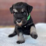 Winnie-female-miniature-schnauzer-puppy-for-sale- (2)