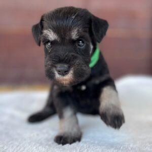 Winnie Miniature Schnauzer Winnie Miniature Schnauzer