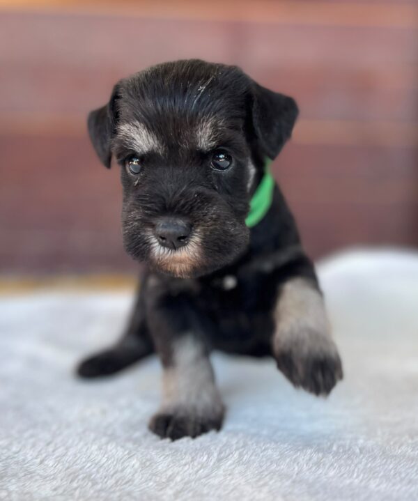 Winnie Miniature Schnauzer Winnie Miniature Schnauzer