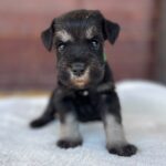 Winnie-female-miniature-schnauzer-puppy-for-sale- (3)