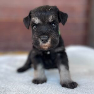 Winnie Miniature Schnauzer Winnie Miniature Schnauzer