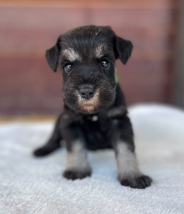 Winnie Miniature Schnauzer Winnie Miniature Schnauzer