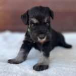Winnie-female-miniature-schnauzer-puppy-for-sale- (4)