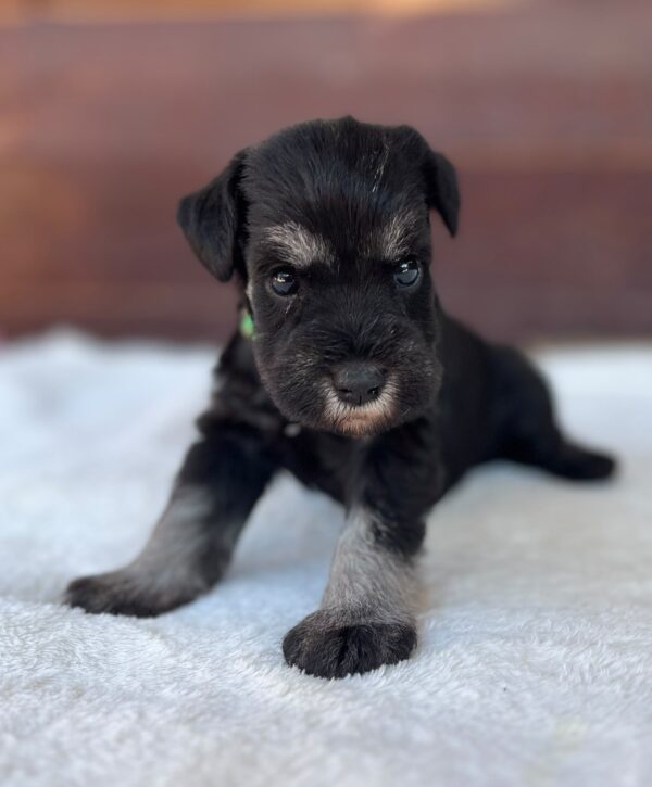 Winnie Miniature Schnauzer Winnie Miniature Schnauzer