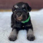 Winnie-female-miniature-schnauzer-puppy-for-sale- (5)