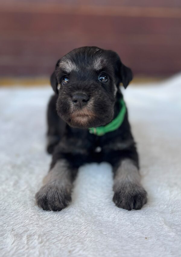 Winnie Miniature Schnauzer Winnie Miniature Schnauzer