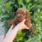Winston-male-Toy-Poodle-puppy-for-sale-1