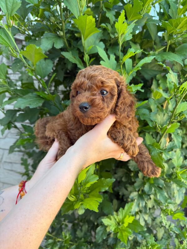 Winston Toy Poodle Winston Toy Poodle