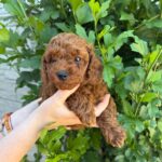Winston-male-Toy-Poodle-puppy-for-sale-2