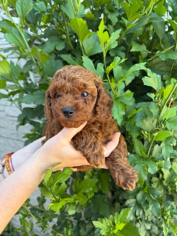 Winston Toy Poodle Winston Toy Poodle
