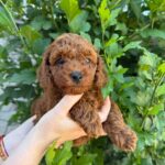 Winston-male-Toy-Poodle-puppy-for-sale-3
