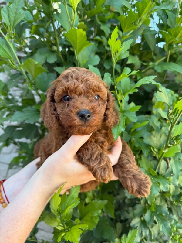 Winston Toy Poodle Winston Toy Poodle