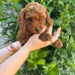 Winston-male-Toy-Poodle-puppy-for-sale-4