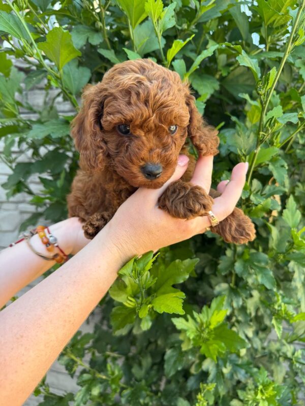 Winston Toy Poodle Winston Toy Poodle